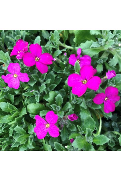 Aubrieta hybrida Red Cascade